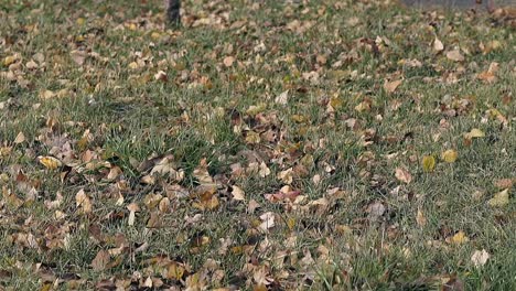 Abgefallene-Blätter-Bedecken-Den-Grünen-Rasen-Und-Es-Weht-Ein-Leichter-Wind