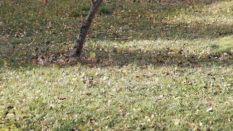 small-leaves-move-across-green-lawn-with-thin-tree-shadow