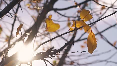 Äste-Mit-Blättern-Zittern-Im-Wind-Gegen-Sonnenschein