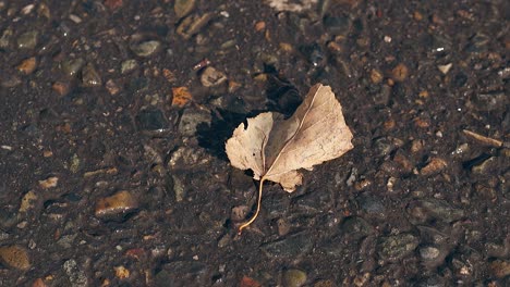 small-dry-leaf-lies-on-asphalt-and-light-wind-blows-away
