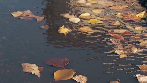 light-wind-blows-and-golden-leaves-fall-on-rippling-water