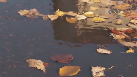 Abgefallene-Blätter-Bewegen-Sich-Im-Herbst-Leicht-Auf-Dem-Pfützenwasser