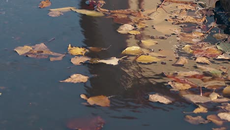 Am-Herbsttag-Weht-Der-Wind-Abgefallene-Blätter-Und-Welliges-Wasser
