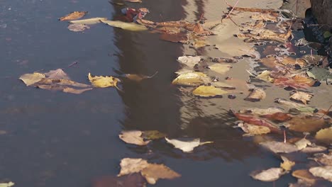 small-fallen-leaves-move-slowly-on-puddle-water-surface