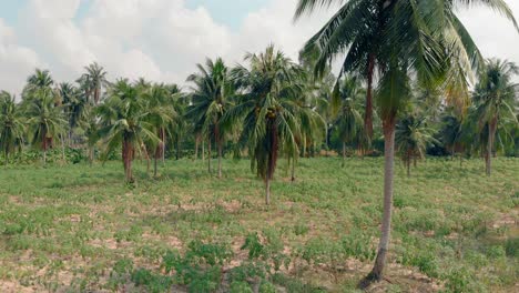 high-tropical-palms-with-large-branches-grow-among-grass