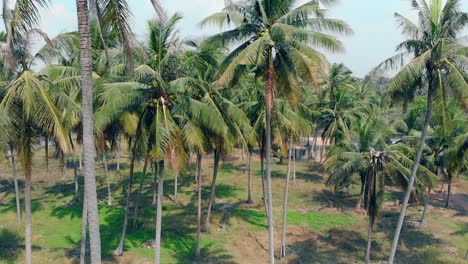 Tropische-Palmen-Mit-Langen-Blättern-Wiegen-Sich-Bei-Heißem-Wetter-Im-Wind