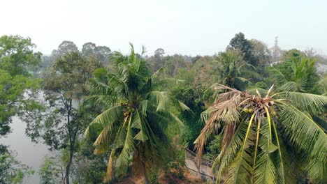 upper-view-wind-shakes-high-tropical-palms-by-lake-in-town
