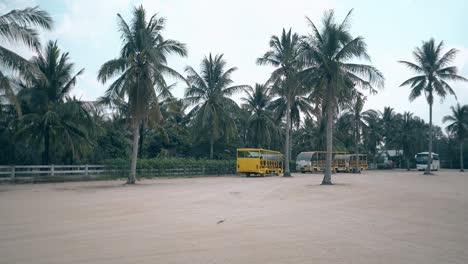 Gelb-weiße-Busse-Parken-Unter-Tropischen-Palmen