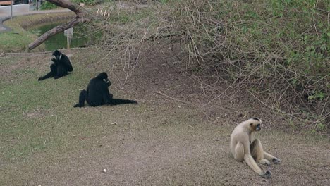 funny-lazy-macaques-lie-on-dry-grass-against-small-lake