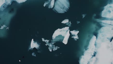 Ascending-drone-shot-of-beatiful-black-and-white-icebergs-floating-in-a-lagoon-in-Iceland-and-birds-flying-by
