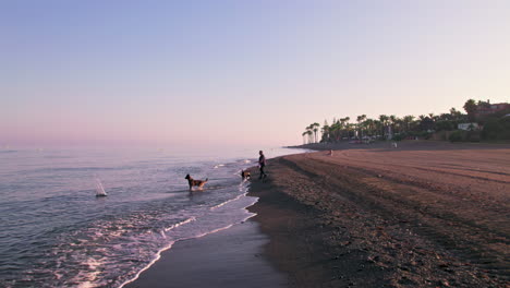 Silhouette-Eines-Mannes,-Der-Am-Strand-Mit-Hunden-Spielt