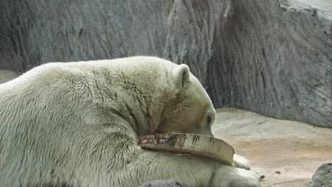 Adult-a-polar-bear-gnawing-on-a-wooden-log-In-Prague-Zoological-Garden-In-Prague,-Czech-Republic