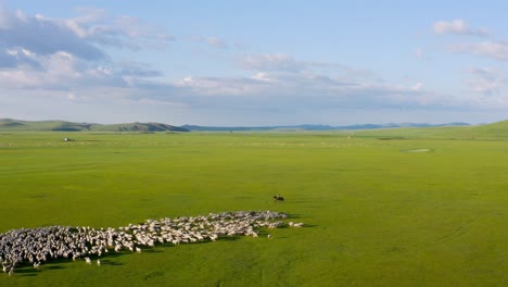 Nomadic-herder-on-horse-moves-livestock-cattle-sheep-across-mongolian-grassland