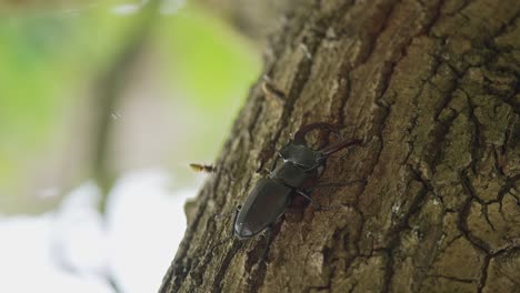 Stag-beetle-guarded-by-bees-on-tree-trunk,-handheld-closeup