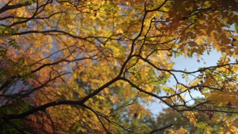Bäume-Mit-Sonnenlicht,-Das-Auf-Gelbe-Blätter-Fällt