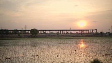 Rohreisfelder-Mit-Sonnenuntergang-Im-Wasser-In-Nordindien
