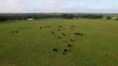 Aerial-footage-of-cows-in-a-field-in-Stonewall-Texas