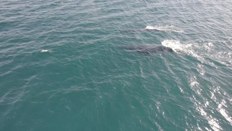Paar-Buckelwale-Schwimmen-Zusammen,-Während-Sie-Wasser-In-Hasting-Point,-New-South-Wales,-Australien-Sprühen