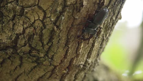 Bees-stinging-stag-beetle-on-tree-trunk,-handheld-close-up