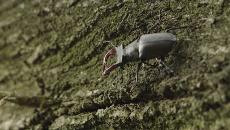 Escarabajo-Ciervo-Macho-Arrastrándose-Sobre-El-Tronco-De-Un-árbol,-Primer-Plano-De-Mano