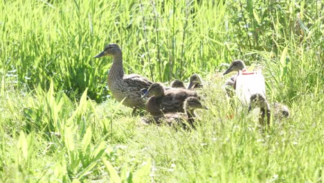 Cute-ducks-enjoying-nature-with-there-family