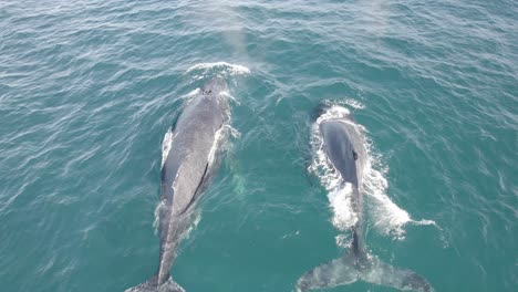 Luftaufnahme-Von-Zwei-Buckelwalen,-Die-Wasser-Durch-Ihr-Blasloch-Versprühen