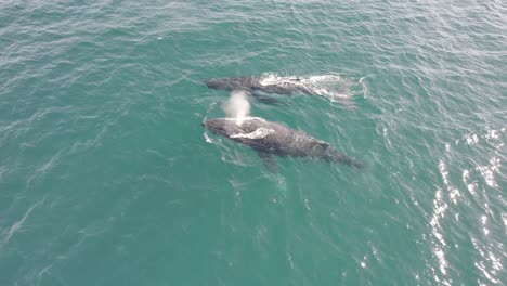 Zwei-Buckelwale-Spucken-Wasser-Durch-Ihr-Blasloch-In-Hasting-Point,-Nord-Süd-Wales,-Australien