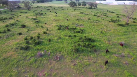 Aerial-footage-of-black-cows-in-a-field-in-Stonewall-Texas