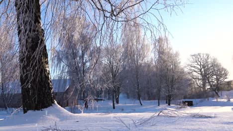 Icy-birch-trees-near-rural-farmstead-buildings-during-snowfall,-static-view