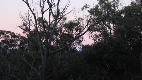 Blick-Auf-Den-Sonnenuntergang-über-Dem-Australischen-Busch-Mit-Eukalyptusbäumen-Im-Wind