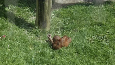 heartwarming-scene-of-a-young-orangutan-playfully-rolling-on-the-grass-before-approaching-its-mother-for-an-affectionate-embrace-shot-at-Prague-Zoo-in-Czech-republic