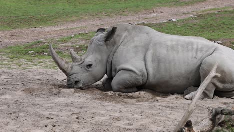 Static-shot-of-tired-rhinoceros-resting-on-sandy-ground-in-zoology-during-cloudy-day