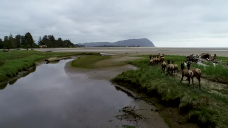 A-tracking-drone-shot-of-a-herd-of-wild-deer-running-along-a-river-leading-to-the-beach