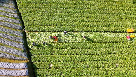Overhead-drone-shot-group-of-farmers-are-harvesting-mustard-on-the-plantation