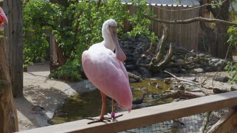 Pink-Eurasian-spoonbill-perched-on-a-railing-within-an-aviary-at-Prague-Zoo,-Czech-Republic