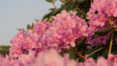 Bumblebee-flying-in-pink-flowers,-Azalea-flowers-in-bloom