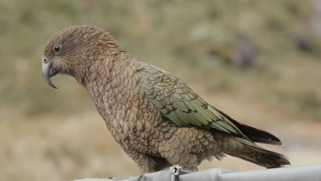 Unusual-Large-Parrot,-Kea-Bird-In-The-Alpine-Mountains-Of-Fiordland-National-Park,-New-Zealand