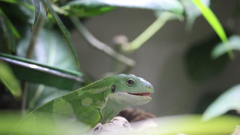 Close-up-shot-of-Green-Iguana-Lizard-perched-on-branch-between-plants