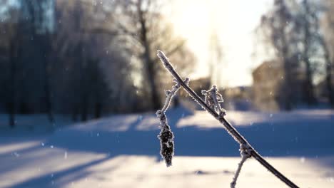 Icy-tree-branch-during-light-snowfall,-cinematic-static-view-of-winter-season
