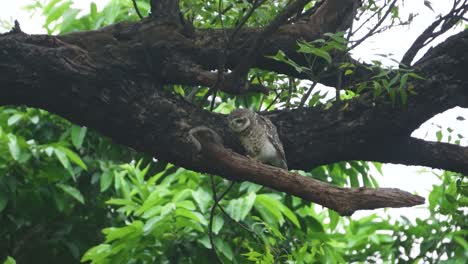 Spotted-owl-or-athene-brama-scratching-himself-on-a-old-large-tree-during-evening-time-in-rural-area-of-North-India