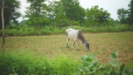 Inländische-Indische-Kuh,-Die-Auf-Einem-Bauernhoffeld-Im-Ländlichen-Indien-Weidet