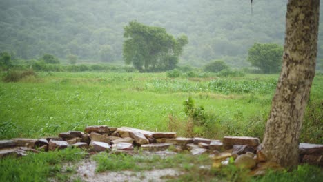 Lloviendo-En-Una-Pradera-Ventosa-Durante-Una-Tormenta-En-Una-Aldea-Rural-Del-Norte-De-La-India