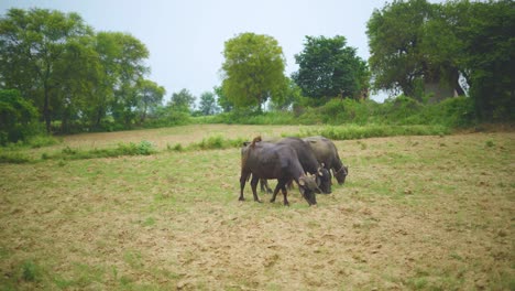 Búfalos-De-Agua-Domésticos-O-Bubalus-Bubalis-Pastando-En-Un-Campo-Agrícola-En-La-India-Rural