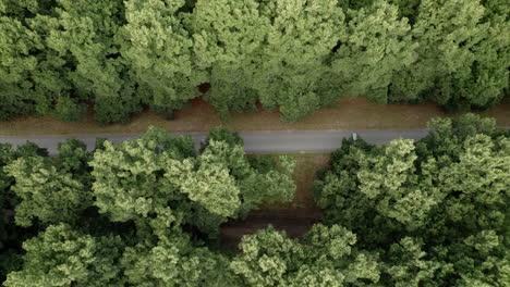 Top-down-aerial-shot-of-road-in-forest