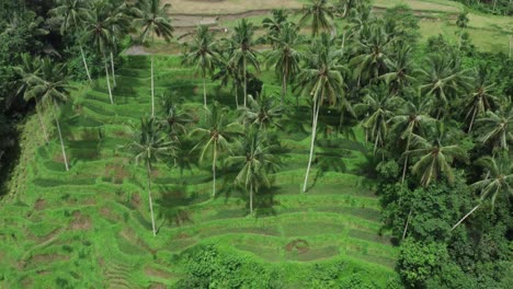 Aerial-tilt-up-shot-of-tropical-palm-tree-plantation-on-Bali-Island-during-sunny-day