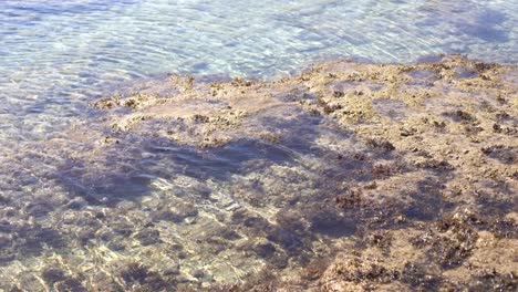 Tote-Korallen-Am-Strand-Oder-Am-Meeresufer-In-Grauer-Und-Brauner-Farbe.-Textur-Und-Muster-Tropischer-Strandhintergrund