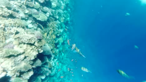 Underwater-sea-fish.-Tropical-fish-reef-marine.-Colourful-underwater-seascape.-Reef-coral-scene.-Coral-garden-seascape.-Colourful-tropical-coral-reefs.