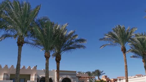 palm-trees-on-a-hotel-background