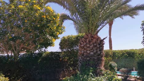 Palmen-Auf-Einem-Hotelhintergrund