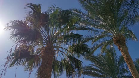 Palm-trees-low-angle-footage-on-a-bright-sunny-day.-Palm-trees-against-the-clear-blue-sky.-Concept-of-tropical-areas.-Coconut-trees-swaying-in-the-wind.-Perfect-for-a-background-picture